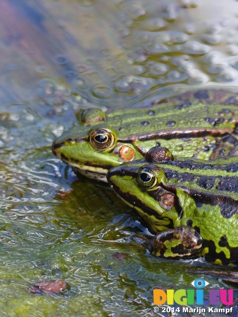 FZ008241 Marsh frogs (Pelophylax ridibundus) on plank